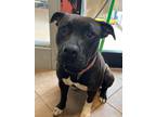 Adopt Paisley a Pit Bull Terrier
