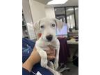 Adopt MAYONNAISE a Siberian Husky, Labrador Retriever