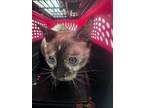 Adopt TRIXIE a Siamese, Domestic Short Hair