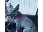 Adopt Dottie a Australian Cattle Dog / Blue Heeler