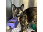 Adopt Alena a Domestic Short Hair