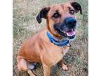 Adopt Fig a Black Mouth Cur