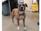 Adopt AURA a Boxer, Mixed Breed