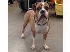 Adopt TWEET-CRUZ a Boxer, Mixed Breed