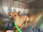Adopt JENNY a Shar-Pei, Pit Bull Terrier