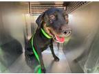 Adopt MONA LISA a Labrador Retriever, Mixed Breed