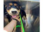 Adopt ETHEL a Rottweiler, German Shepherd Dog