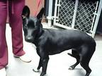 Adopt OPAL a Dutch Shepherd