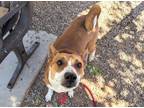 Adopt RORI a Basenji, Mixed Breed