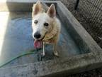 Adopt MIA a Siberian Husky