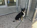 Adopt LEXI a Pit Bull Terrier, Australian Cattle Dog / Blue Heeler