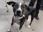 Adopt PEARL a Harrier, Mixed Breed