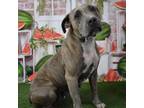 Adopt Monie a Pit Bull Terrier