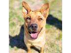 Adopt BLOSSOM a Australian Cattle Dog / Blue Heeler, Mixed Breed