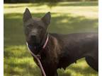 Adopt CHIP* a German Shepherd Dog, Mixed Breed