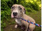 Adopt BLANCHE* a American Staffordshire Terrier