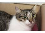 Adopt LOLA a Turkish Angora