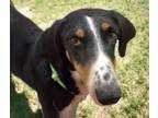 Adopt PRINCESS JULIA* a Saluki, Mixed Breed