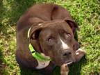 Adopt RIA* a Pit Bull Terrier