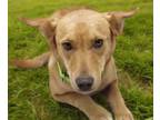 Adopt SERANA* a Labrador Retriever, Mixed Breed