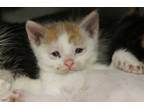 Adopt KOOLEEE a Domestic Short Hair, Turkish Van