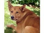 Adopt ALASKA* a German Shepherd Dog, Mixed Breed