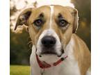Adopt RILEY a Pit Bull Terrier, German Shepherd Dog