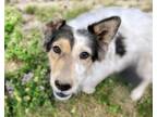 Adopt NAVI a Australian Cattle Dog / Blue Heeler, Mixed Breed