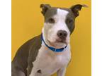 Adopt ANGELA* a Pit Bull Terrier, Mixed Breed