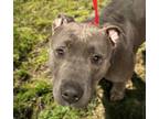 Adopt STORM* a Pit Bull Terrier