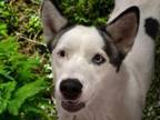 Adopt LOKI a Siberian Husky