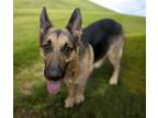 Adopt JOFI* a German Shepherd Dog