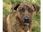 Adopt PHOENIX a Boxer, Mixed Breed