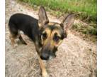 Adopt DUMBO* a German Shepherd Dog