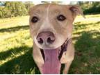Adopt PRINCESS a Labrador Retriever