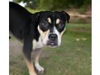 Adopt STORMY a Boxer, Mixed Breed