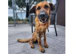 Adopt LOTTI* a German Shepherd Dog