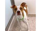 Adopt NALA a Pit Bull Terrier