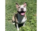 Adopt PRINCESS a Pit Bull Terrier, Mixed Breed