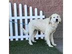 Adopt TRACY a Great Pyrenees