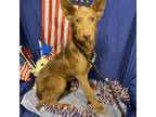 Adopt CALI a German Shepherd Dog, Border Collie