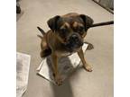 Adopt HAILEY a Pug, Mixed Breed