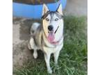 Adopt SNOWFLAKE a Siberian Husky, Mixed Breed