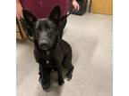 Adopt DIXIE a German Shepherd Dog, Mixed Breed