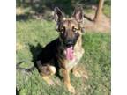 Adopt TAWNY a German Shepherd Dog