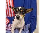 Adopt ADELLE a Fox Terrier