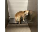 Adopt MISSY a Akita, Mixed Breed