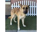 Adopt FIONA a German Shepherd Dog, Husky