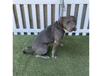 Adopt CRACKERS a Pit Bull Terrier, Mixed Breed