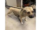 Adopt HAZEL a Pug, Mixed Breed